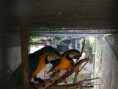 /album/aves/dscf1008-jpg1/